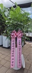 경기도화성시 꽃배달, 경기도화성시 꽃집, 경기도 화성시 봉담읍 삼천병마로 1213 꽃집, 난사랑꽃농원 꽃집, 경기도 화성시 봉담읍 삼천병마로... 