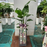 경기도화성시 꽃배달, 경기도화성시 꽃집, 경기도 화성시 봉담읍 삼천병마로 818 꽃집, 한백화훼유통 꽃집, 경기도 화성시 봉담읍 삼천병마로 818... 