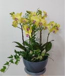 경기도가평군 꽃배달, 경기도가평군 꽃집, 경기도 가평군 청평면 청평중앙로 51 꽃집, 지하 꽃집, 경기도 가평군 청평면 청평중앙로 51 꽃배달... 