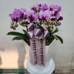 경기도화성시 꽃배달, 경기도화성시 꽃집, 경기도 화성시 봉담읍 삼천병마로 818 꽃집, 한백화훼유통 꽃집, 경기도 화성시 봉담읍 삼천병마로 818... 