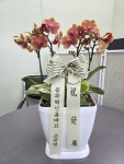 충청북도진천군 꽃배달, 충청북도진천군 꽃집, 충청북도 진천군 진천읍 덕금로 141 꽃집, 하나로화원 꽃집, 충청북도 진천군 진천읍 덕금로 141... 