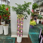 경기도화성시 꽃배달, 경기도화성시 꽃집, 경기도 화성시 봉담읍 삼천병마로 818 꽃집, 한백화훼유통 꽃집, 경기도 화성시 봉담읍 삼천병마로 818... 