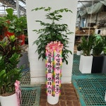 경기도화성시 꽃배달, 경기도화성시 꽃집, 경기도 화성시 봉담읍 삼천병마로 818 꽃집, 한백화훼유통 꽃집, 경기도 화성시 봉담읍 삼천병마로 818... 