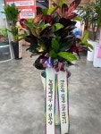 제주특별자치도서귀포시 꽃배달, 제주특별자치도서귀포시 꽃집, 제주특별자치도 서귀포시 일주동로 8626-1 꽃집, 1층(동홍동) 꽃집... 