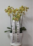 경기도가평군 꽃배달, 경기도가평군 꽃집, 경기도 가평군 청평면 청평중앙로 51 꽃집, 지하 꽃집, 경기도 가평군 청평면 청평중앙로 51 꽃배달... 