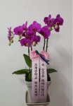 경기도가평군 꽃배달, 경기도가평군 꽃집, 경기도 가평군 청평면 청평중앙로 51 꽃집, 지하 꽃집, 경기도 가평군 청평면 청평중앙로 51 꽃배달... 