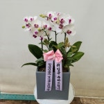 경기도화성시 꽃배달, 경기도화성시 꽃집, 경기도 화성시 봉담읍 삼천병마로 818 꽃집, 한백화훼유통 꽃집, 경기도 화성시 봉담읍 삼천병마로 818... 