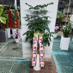 경기도화성시 꽃배달, 경기도화성시 꽃집, 경기도 화성시 봉담읍 삼천병마로 818 꽃집, 한백화훼유통 꽃집, 경기도 화성시 봉담읍 삼천병마로 818... 