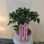 경기도화성시 꽃배달, 경기도화성시 꽃집, 경기도 화성시 봉담읍 삼천병마로 818 꽃집, 한백화훼유통 꽃집, 경기도 화성시 봉담읍 삼천병마로 818... 