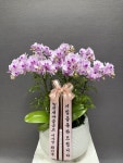 경기도수원시 팔달구 꽃배달, 경기도수원시 팔달구 꽃집, 경기도 수원시 팔달구 인계로 54 꽃집, 향원 플라워(인계동) 꽃집, 경기도 수원시... 
