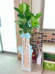 강원도원주시 꽃배달, 강원도원주시 꽃집, 강원도 원주시 문막읍 원문로 1794 꽃집, 문막식물원 꽃집, 강원도 원주시 문막읍 원문로 1794 꽃배달... 