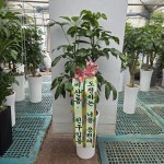 경기도화성시 꽃배달, 경기도화성시 꽃집, 경기도 화성시 봉담읍 삼천병마로 818 꽃집, 한백화훼유통 꽃집, 경기도 화성시 봉담읍 삼천병마로 818... 