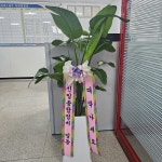 부산광역시사상구 꽃배달, 부산광역시사상구 꽃집, 부산광역시 사상구 강변대로 512 꽃집, 그린종합원예(엄궁동) 꽃집, 부산광역시 사상구... 