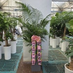 경기도화성시 꽃배달, 경기도화성시 꽃집, 경기도 화성시 봉담읍 삼천병마로 818 꽃집, 한백화훼유통 꽃집, 경기도 화성시 봉담읍 삼천병마로 818... 