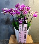 전북특별자치도남원시 꽃배달, 전북특별자치도남원시 꽃집, 전북특별자치도 남원시 의총로 74 꽃집, (하정동) 꽃집, 전북특별자치도 남원시... 