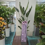 경기도화성시 꽃배달, 경기도화성시 꽃집, 경기도 화성시 봉담읍 삼천병마로 818 꽃집, 한백화훼유통 꽃집, 경기도 화성시 봉담읍 삼천병마로 818... 