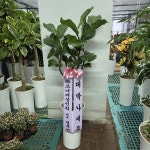 경기도화성시 꽃배달, 경기도화성시 꽃집, 경기도 화성시 봉담읍 삼천병마로 818 꽃집, 한백화훼유통 꽃집, 경기도 화성시 봉담읍 삼천병마로 818... 