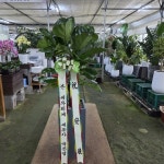 세종특별자치시 꽃배달, 세종특별자치시 꽃집, 세종특별자치시 금남면 금남구즉로 232 꽃집, 386-2 꽃집, 세종특별자치시 금남면 금남구즉로 232... 