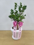 충청북도진천군 꽃배달, 충청북도진천군 꽃집, 충청북도 진천군 진천읍 덕금로 141 꽃집, 하나로화원 꽃집, 충청북도 진천군 진천읍 덕금로 141... 