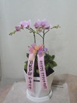 충청남도부여군 꽃배달, 충청남도부여군 꽃집, 충청남도 부여군 부여읍 삼충로 201-2 꽃집, 꽃집, 충청남도 부여군 부여읍 삼충로 201-2 꽃배달... 