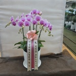 세종특별자치시 꽃배달, 세종특별자치시 꽃집, 세종특별자치시 금남면 금남구즉로 232 꽃집, 386-2 꽃집, 세종특별자치시 금남면 금남구즉로 232... 