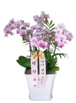 경상북도봉화군 꽃배달, 경상북도봉화군 꽃집, 경상북도 봉화군 봉화읍 내성로 126 꽃집, 1층 꽃집, 경상북도 봉화군 봉화읍 내성로 126 꽃배달... 