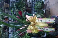 충청남도보령시 꽃배달, 충청남도보령시 꽃집, 충청남도 보령시 신평로 35 꽃집, (동대동) 꽃집, 충청남도 보령시 신평로 35 꽃배달, (동대동)... 