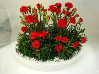 전라북도익산시 꽃배달, 전라북도익산시 꽃집, 전라북도 익산시 선화로13길 63 꽃집, (모현동1가) 꽃집, 전라북도 익산시 선화로13길 63 꽃배달... 