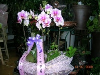 삼동로 36 꽃배달, (모종동)(모종동) 꽃배달 - 평화꽃집 플라워119꽃배달서비스 - 생일, 개업, 축하, 근조 꽃배달 전문 카테고리 꽃다발 , 꽃배달... 