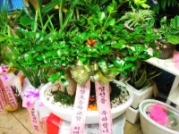 전라북도익산시 꽃배달, 전라북도익산시 꽃집, 전라북도 익산시 선화로13길 63 꽃집, (모현동1가) 꽃집, 전라북도 익산시 선화로13길 63 꽃배달... 