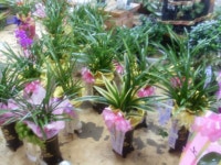 꽃집, 교육청길 45-3 꽃집, 전라남도 해남군 해남읍 읍사무소길 17 꽃배달, 교육청길 45-3 꽃배달 - 민들레꽃방 플라워119꽃배달서비스 - 생일, 개업... 