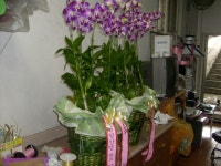 경상북도고령군 꽃배달, 경상북도고령군 꽃집, 경상북도 고령군 대가야읍 우륵로 15 꽃집, 가야금길 25 꽃집, 경상북도 고령군 대가야읍 우륵로... 