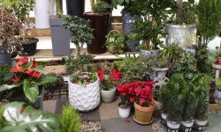 78-4케이앤플라워(연수동) 꽃집, 충청북도 충주시 금곡서1길 33-1 꽃배달, 충주시 칠지7길 78-4케이앤플라워(연수동) 꽃배달 - 케이앤플라워... 