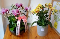 인천광역시부평구 꽃배달, 인천광역시부평구 꽃집, 인천광역시 부평구 장제로249번길 29 꽃집, 1층 플라워스토리(갈산동) 꽃집, 인천광역시... 