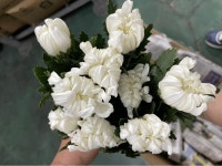 전라북도익산시 꽃배달, 전라북도익산시 꽃집, 전라북도 익산시 학곤로 78-7 꽃집, 파인빌203호(송학동) 꽃집, 전라북도 익산시 학곤로 78-7... 