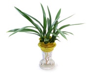 동양란/겨울 동양란/보세 ( 매화분 ) 꽃배달 - 플라워119꽃배달서비스 동양란/겨울 동양란/보세 ( 매화분 ) 보세 ( 매화분 ) 플라워119