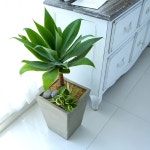 식물 아가페 꽃배달 - 플라워119꽃배달서비스 관엽화분... 식물 아가페 면역력을 길러주는 - 실내공기 정화하자 - 활짝핀 꽃과 같은 식물 아가페... 