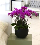 꽃배달 - 플라워119꽃배달서비스 서양란/고급미니호접... with flowers everyday - Newyork style Orchid 핑크리틀잼 플라워119