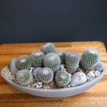 공기정화식물/다육식물/Everyday - 소정(다육선인장) 꽃배달... 공기정화식물/다육식물/Everyday - 소정(다육선인장) Everyday - 소정... 