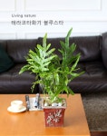 꽃배달 | 플라워119꽃배달서비스 [꽃배달] [서울, 성남, 안양, 과천] Living nature - 블루스타 - 플라워119