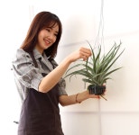 공기정화식물/식물소품/#플랜테리어 #공기정화 #홈인테리어 - 틸란드시아 꽃배달 - 플라워119꽃배달서비스 공기정화식물/식물소품/#플랜테리어... 