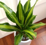 관엽화분/1m~1m30/코로나이겨내자 면역력을 길러주는 식물베스트 -드라세나 맛상게아나 꽃배달 - 플라워119꽃배달서비스 관엽화분/1m~1m30... 