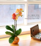 봄 햇살을 품은 주황호접란 꽃배달 | 플라워119꽃배달서비스 [꽃배달] [서울지역배송, 신상할인] 따스한 봄 햇살을 품은 주황호접란 - 플라워119