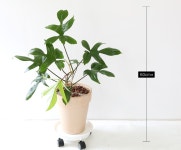 관엽화분/1m~1m30/유니크한 반려식물을 찾는다면 플로리다뷰티 (중) 유니크한 반려식물을 찾는다면 플로리다뷰티 (중) 플라워119