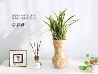 플라워119꽃배달서비스 동양란/명품동양란/[서울수도권배송] 특별주문... 여주 손으로 만든 고급도자기화분  - 명품 동양란 황룡금(3) 플라워119
