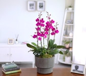 서양란/서양란/행운이 나비처럼 날아온다 - 만천홍호접란(Morden vase) 꽃배달 - 플라워119꽃배달서비스 서양란/서양란/행운이... 