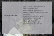 공기정화식물/숯부작/공기정화탁월한 숯부작 미니정원 꽃배달 - 플라워119꽃배달서비스 공기정화식물/숯부작/공기정화탁월한 숯부작 미니정원... 