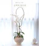 순백의 달무리 - 나비의 뜰 꽃배달 | 플라워119꽃배달서비스 [꽃배달] 순백의 달무리 - 나비의 뜰 - 플라워119