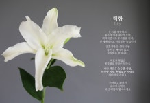 맞춤상품/꽃/화이트 백합 / 1대 꽃배달 - 플라워119꽃배달서비스 맞춤상품/꽃/화이트 백합 / 1대 화이트 백합 / 1대 플라워119