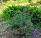 강원도강릉시 꽃배달, 강원도강릉시 꽃집, 강원도 강릉시 주문진읍 신리천로 711-10 꽃집, 삼교리25번지 꽃집, 강원도 강릉시 주문진읍 신리천로... 